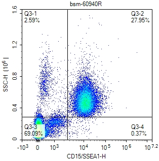 CD15/SSEA1重组兔单抗