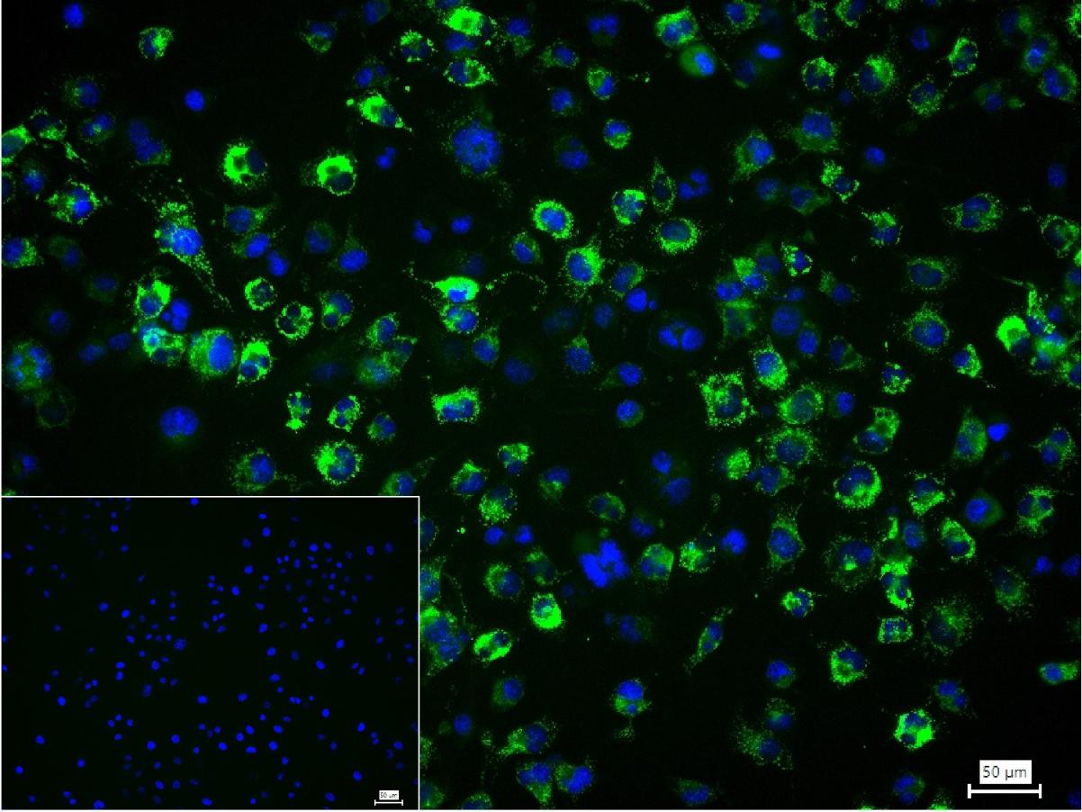 III型胶原单克隆抗体-bsm-33129M