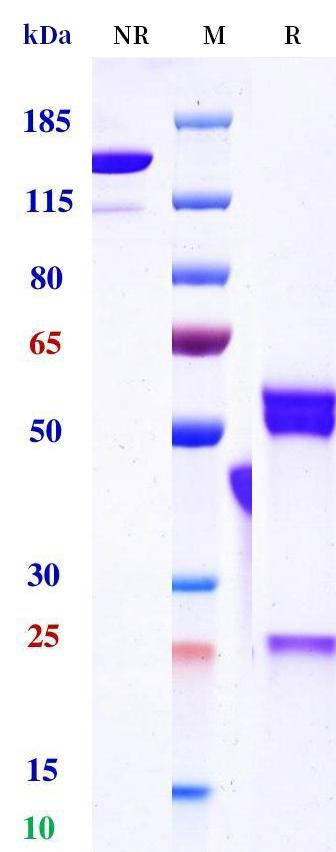Anti-CD3 & EpCAM Reference Antibody (M701 Biosimilar)-BIO1022SM