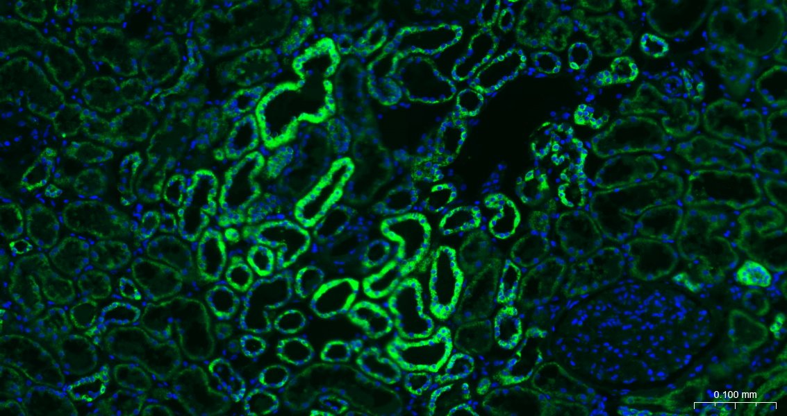骨钙蛋白/骨钙素抗体-bs-4917R