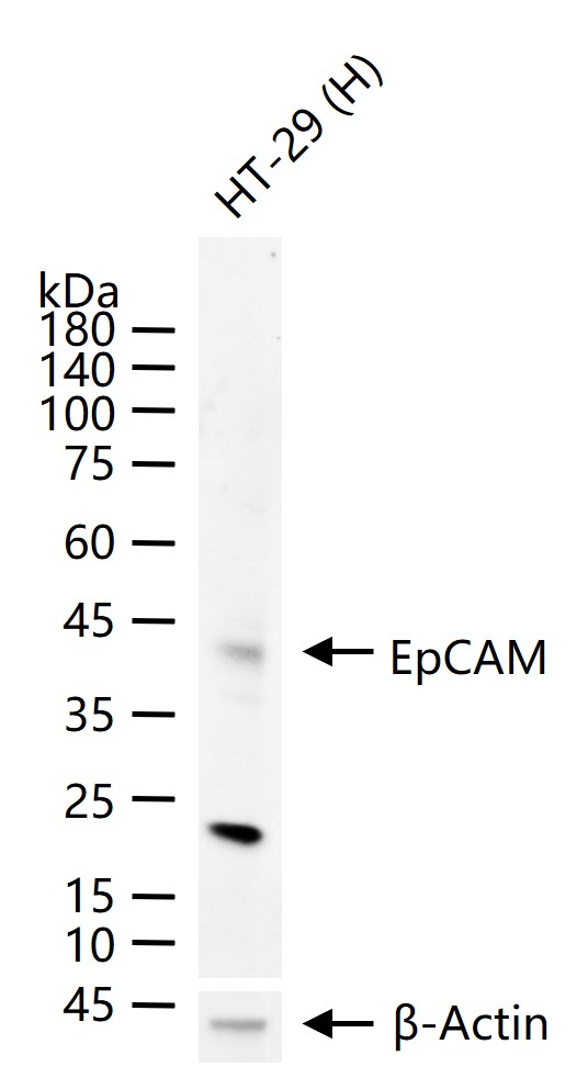 EpCAM Mouse mAb (一抗) - WB,ELISA | Bioss