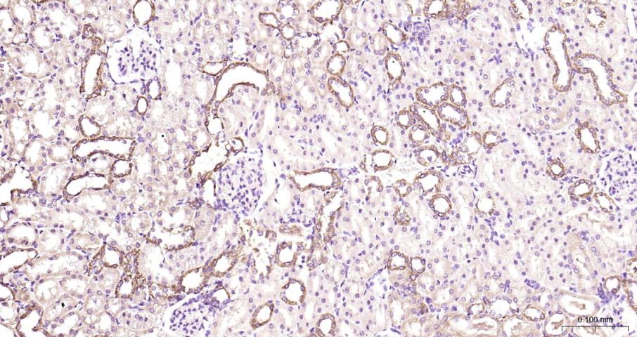 骨钙蛋白/骨钙素抗体-bs-4917R