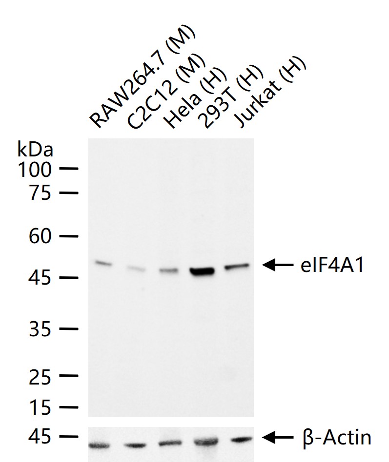eIF4A1蛋白重组兔单抗
