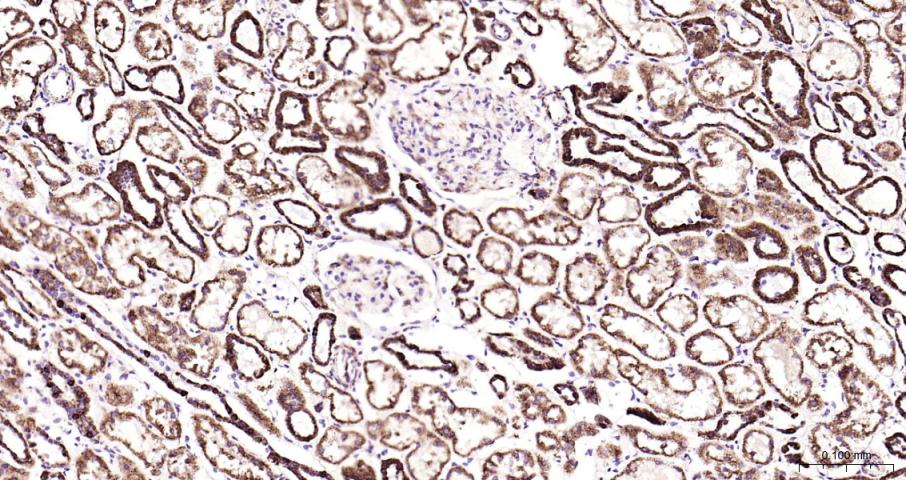 骨钙蛋白/骨钙素抗体-bs-4917R