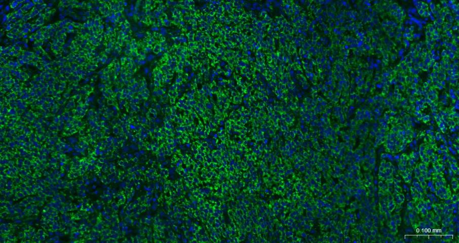 骨钙蛋白/骨钙素抗体-bs-4917R