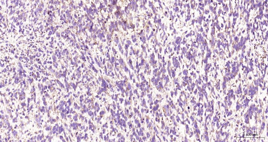 骨钙蛋白/骨钙素抗体-bs-4917R