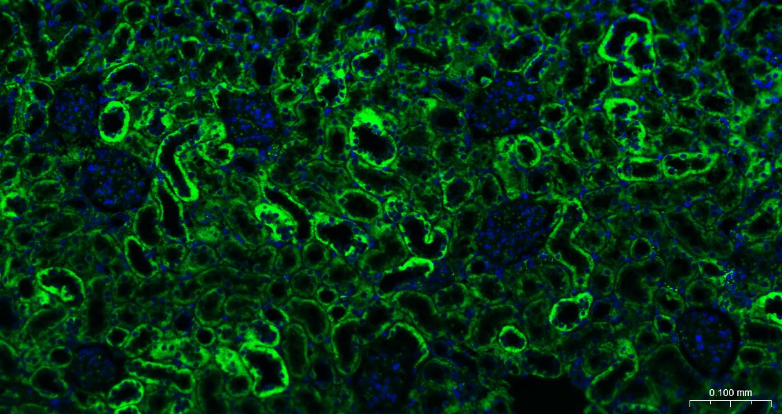 骨钙蛋白/骨钙素抗体-bs-4917R