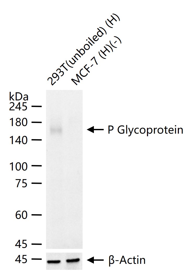 P-糖蛋白重组兔单克隆抗体