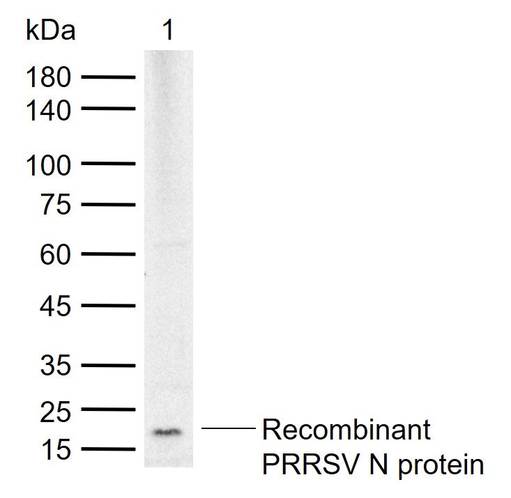 猪蓝耳病病毒N蛋白抗体