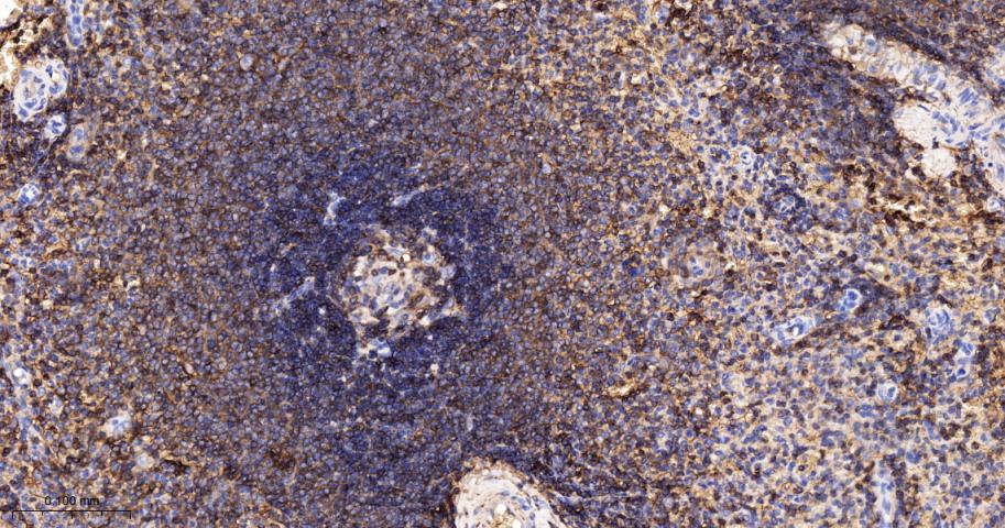 CD44单克隆抗体-bsm-51065M