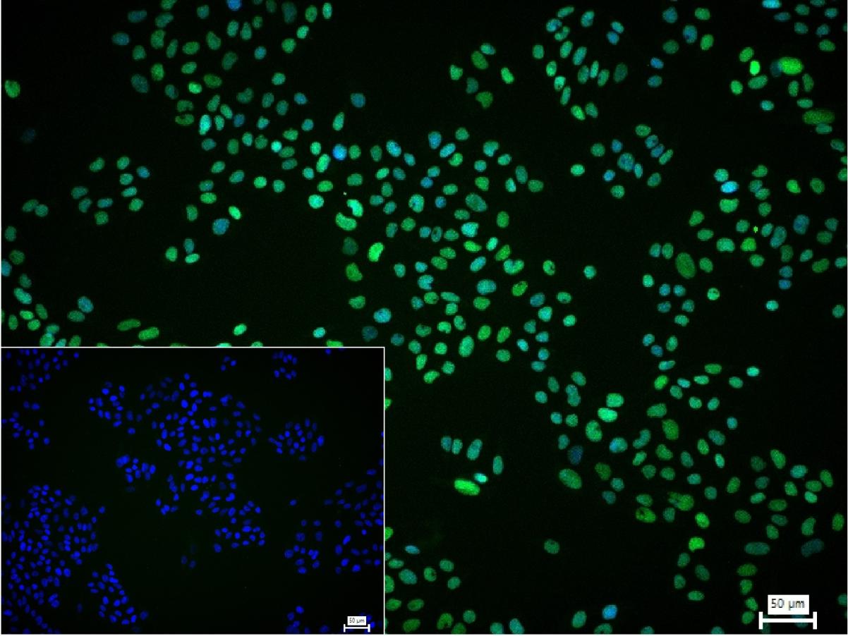 转录因子SOX10重组兔单抗