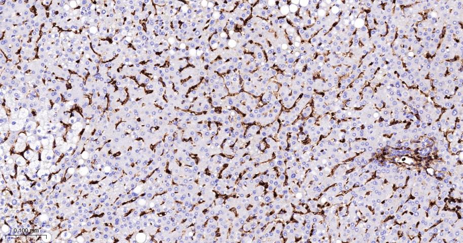 CD44单克隆抗体-bsm-51065M