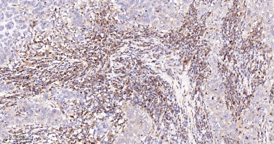 半胱胺酸蛋白酶蛋白-3重组兔单抗