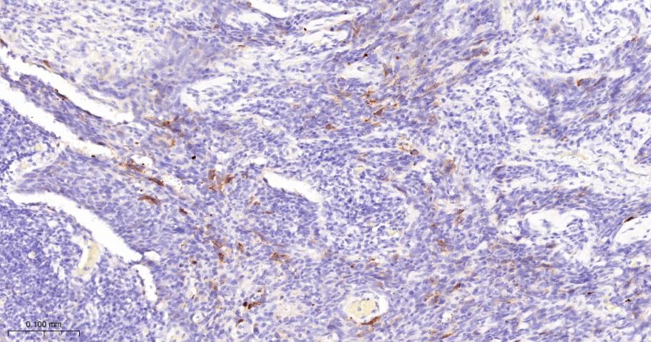 周期素B1重组兔单抗