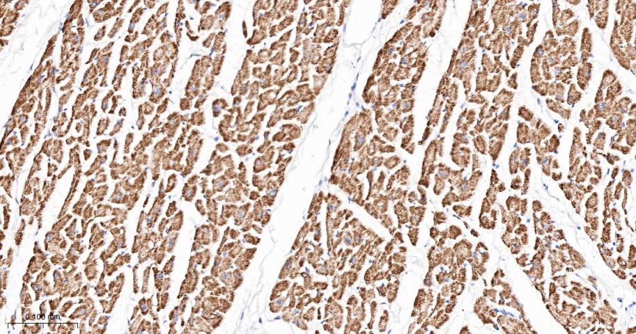 丙酮酸脱氢酶激酶亚型2重组兔单抗