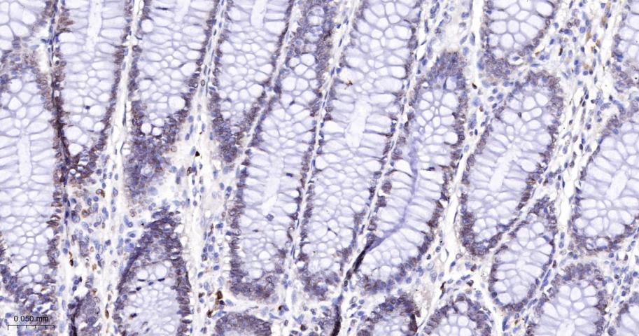 核纤层蛋白B(核内参)重组兔单抗