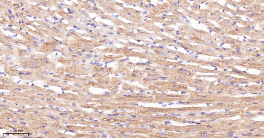 磷酸化原癌基因RAF1重组兔单抗