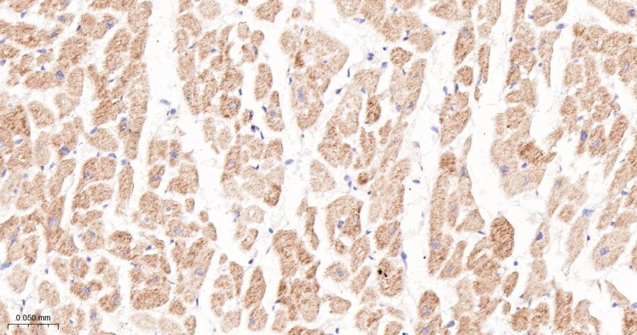 磷酸化原癌基因RAF1重组兔单抗