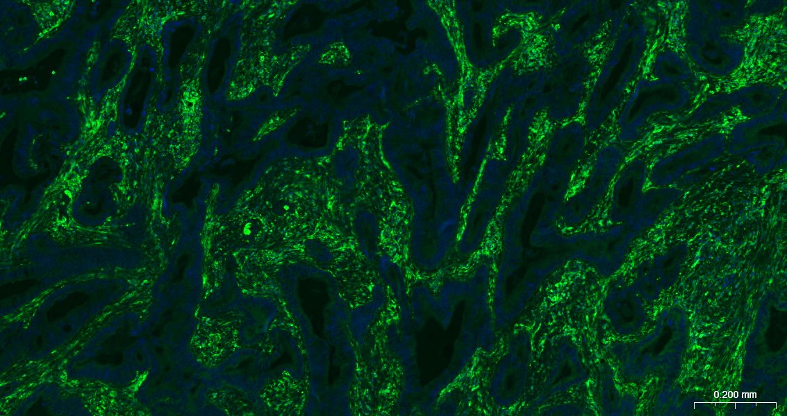AffiniPure F(ab')₂ Fragment Goat Anti-Mouse IgG (H+L), BF488 conjugated (标记二抗) - IF | Bioss