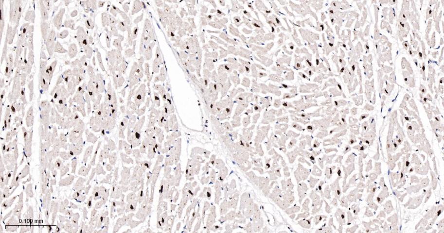 周期素E重组兔单抗