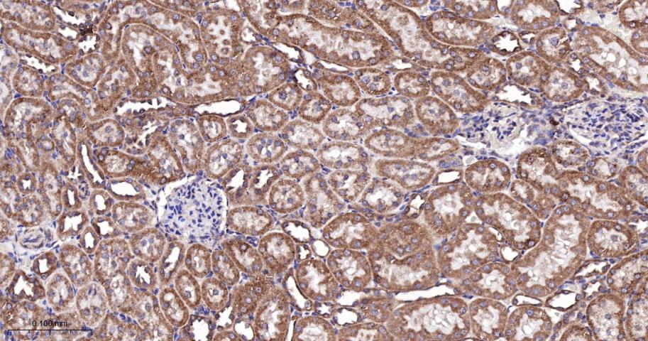 相关死亡促进因子BAD重组兔单抗