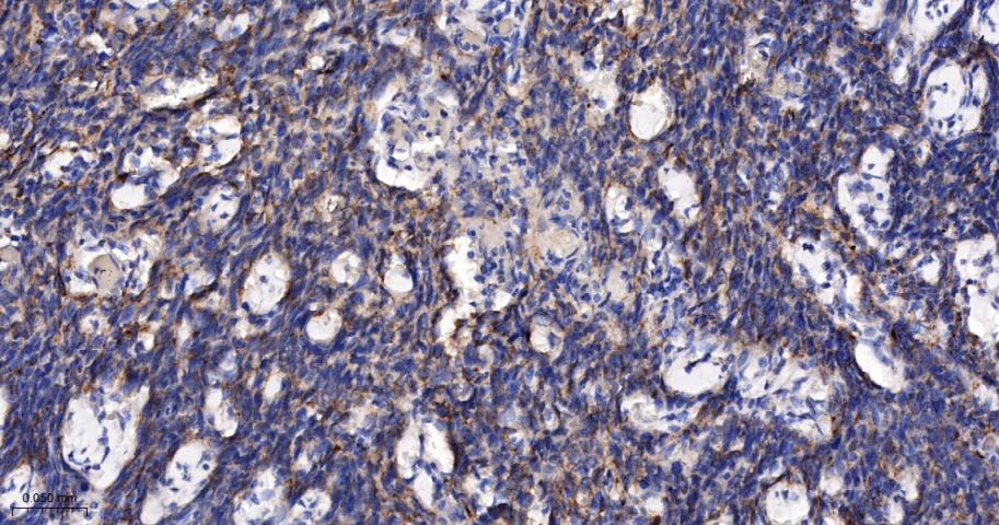 线粒体外膜受体Tom20重组兔单抗