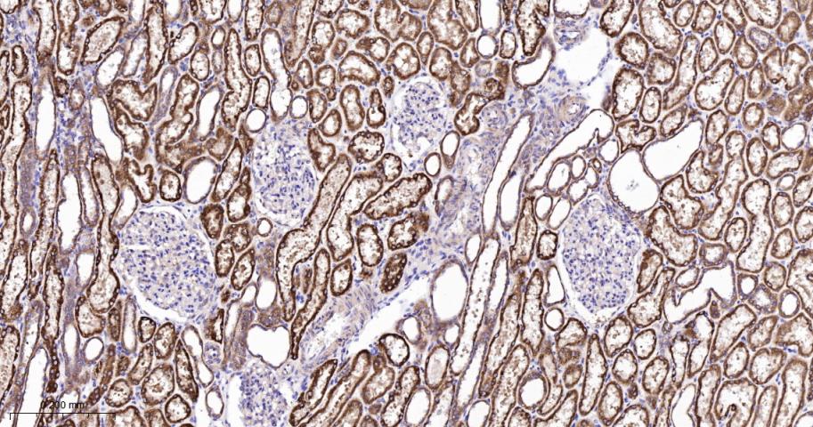 相关死亡促进因子BAD重组兔单抗