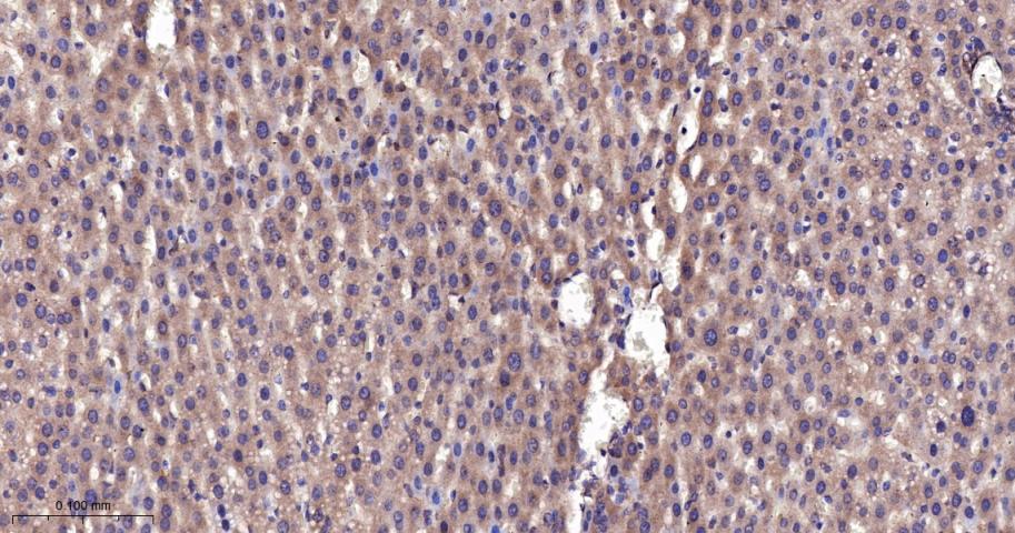 相关死亡促进因子BAD重组兔单抗