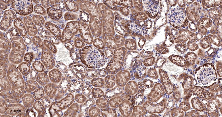 相关死亡促进因子BAD重组兔单抗