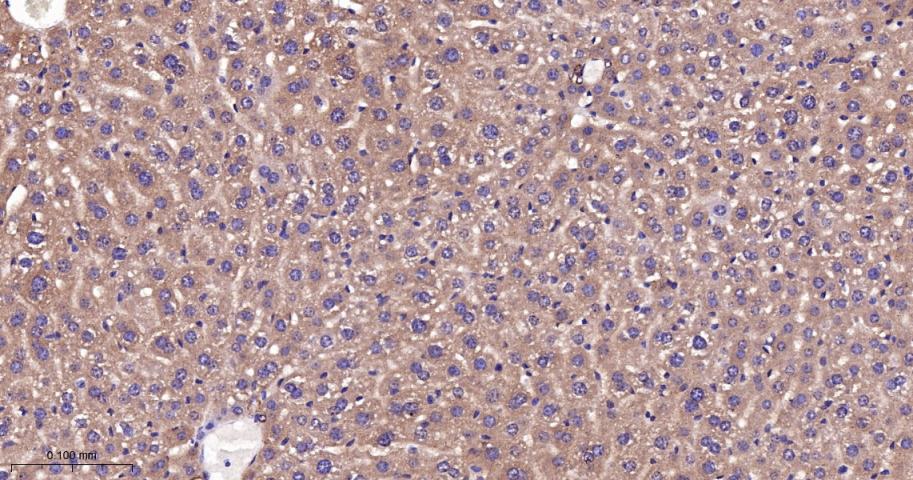 相关死亡促进因子BAD重组兔单抗