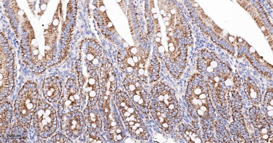 线粒体外膜受体Tom20重组兔单抗