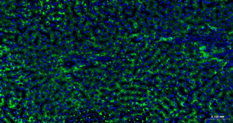 溶酶体相关膜蛋白1（CD107）单克隆抗体-bsm-51301M