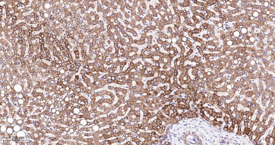 相关死亡促进因子BAD重组兔单抗