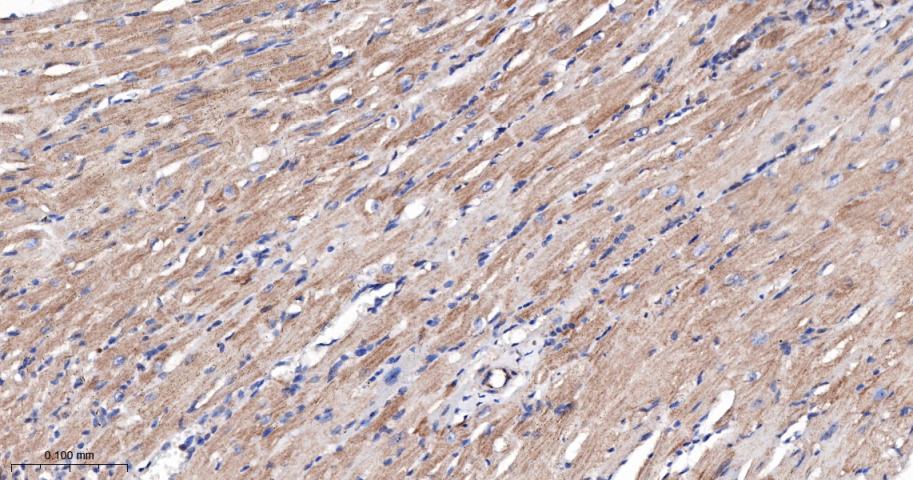 相关死亡促进因子BAD重组兔单抗