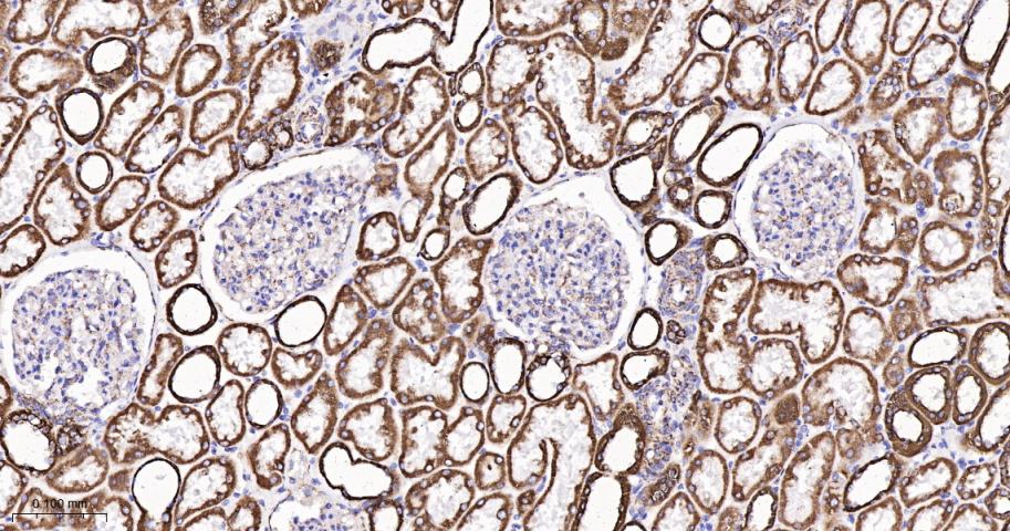 细胞色素c氧化酶亚型2重组兔单抗-bsm-52542R