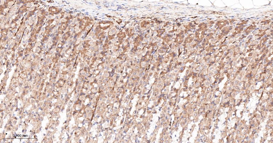 前列腺素氧化环化酶1重组兔单抗