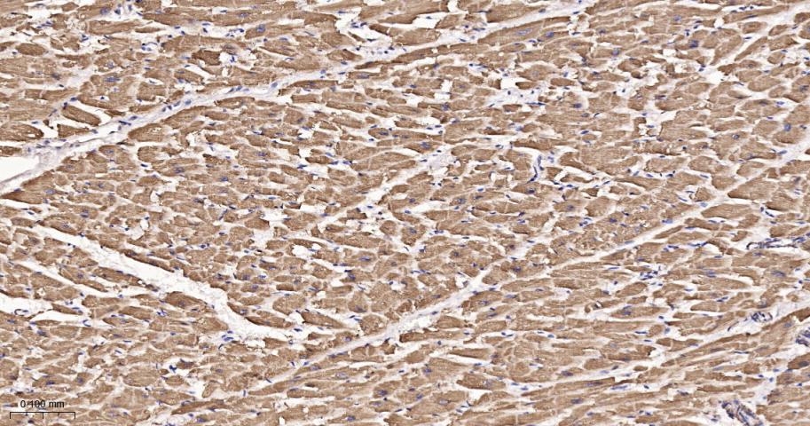 细胞色素c氧化酶亚型2重组兔单抗-bsm-52542R
