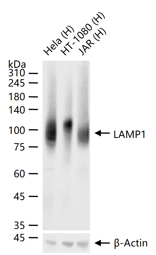LAMP1 Mouse mAb (一抗) - WB,IHC-P,IHC-F,IF,Flow-Cyt,ICC/IF,ELISA | Bioss