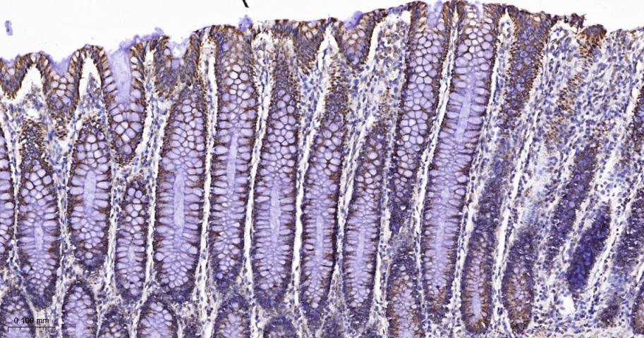 细胞色素c氧化酶亚型2重组兔单抗-bsm-52542R