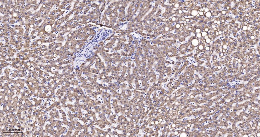 细胞色素c氧化酶亚型2重组兔单抗-bsm-52542R