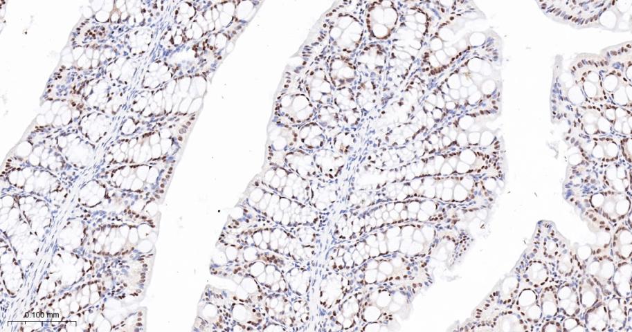 胚胎干细胞关键蛋白1重组兔单抗