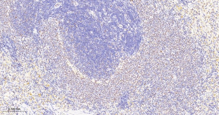 胚胎干细胞关键蛋白1重组兔单抗