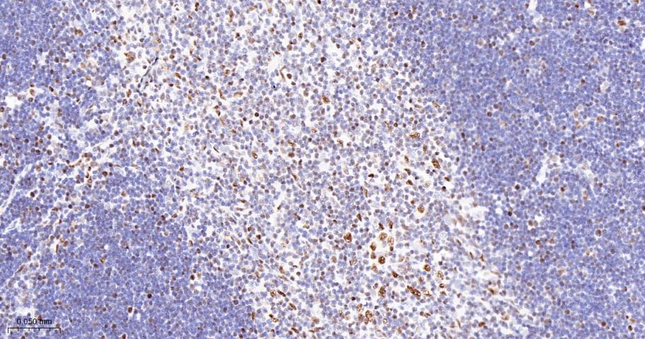 胚胎干细胞关键蛋白1重组兔单抗