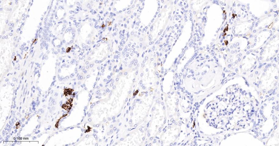 CD38单克隆抗体-bsm-43703M