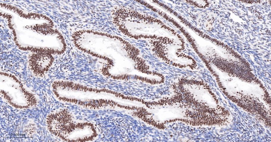 胚胎干细胞关键蛋白1重组兔单抗