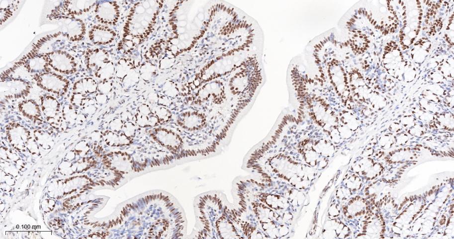 胚胎干细胞关键蛋白1重组兔单抗