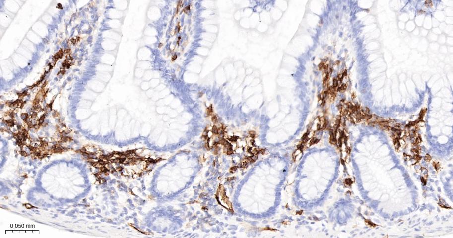 CD38单克隆抗体-bsm-43703M