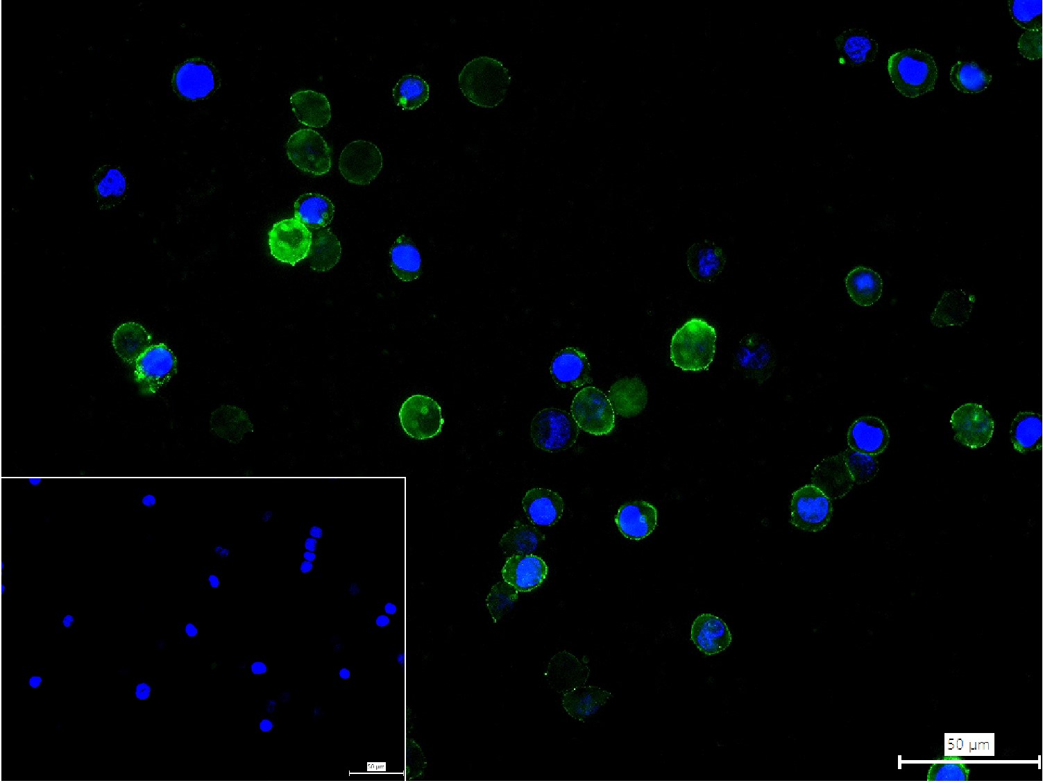 CD38单克隆抗体-bsm-43703M