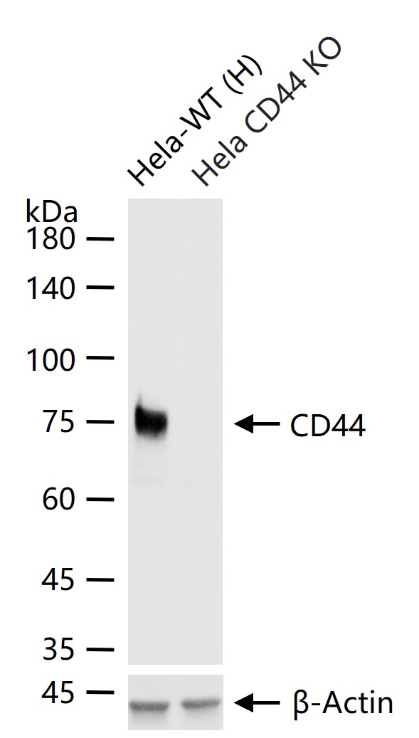 CD44抗体重组兔单抗