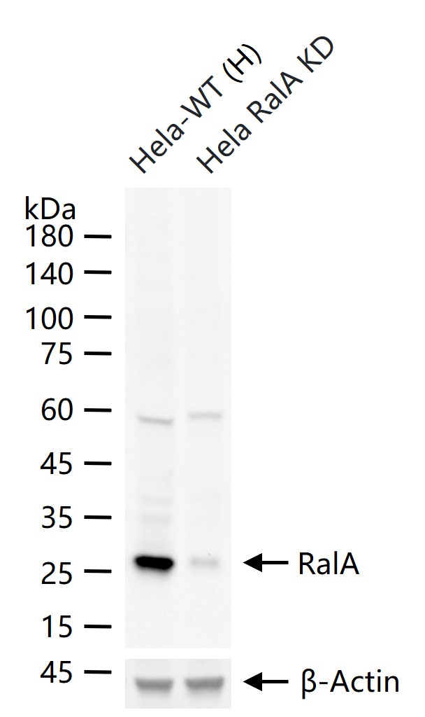 Ras样蛋白A重组兔单抗